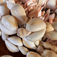 Load image into Gallery viewer, Pink, Shells, Cowries, Multicoloured, Worldwide, Brown, Strand, Seashell, Necklace, Bracelet, Earrings, Shards, Collection, Suncatchers, Bead Curtains, Key Rings, Red-Lip Mussel, Naga Shells, 1100