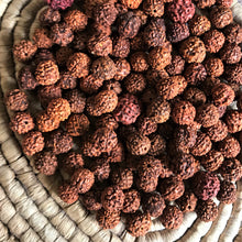 Load image into Gallery viewer, Rudraksha, Stones, Seeds, Pips, Rusty Brown, Nepal, Indonesia, India, Sri Lanka, Elaeocarpus Ganitrus, Trees, Fruit, Blue, Inedible, Mala, Spiritual, Prayer Beads, Ethnic, Tribal, Jewellery, Natural, Sikhs, Buddhists, Hindu, Lord Shiva,