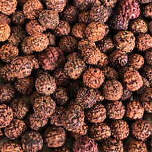 Load image into Gallery viewer, Rudraksha, Stones, Seeds, Pips, Rusty Brown, Nepal, Indonesia, India, Sri Lanka, Elaeocarpus Ganitrus, Trees, Fruit, Blue, Inedible, Mala, Spiritual, Prayer Beads, Ethnic, Tribal, Jewellery, Natural, Sikhs, Buddhists, Hindu, Lord Shiva,