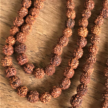 Load image into Gallery viewer, Rudraksha, Stones, Seeds, Pips, Rusty Brown, Nepal, Indonesia, India, Sri Lanka, Elaeocarpus Ganitrus, Trees, Fruit, Blue, Inedible, Mala, Spiritual, Prayer Beads, Ethnic, Tribal, Jewellery, Natural, Sikhs, Buddhists, Hindu, Lord Shiva,
