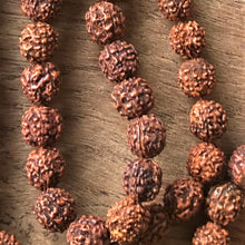 Load image into Gallery viewer, Rudraksha, Stones, Seeds, Pips, Rusty Brown, Nepal, Indonesia, India, Sri Lanka, Elaeocarpus Ganitrus, Trees, Fruit, Blue, Inedible, Mala, Spiritual, Prayer Beads, Ethnic, Tribal, Jewellery, Natural, Sikhs, Buddhists, Hindu, Lord Shiva,