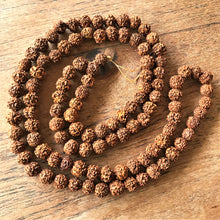 Load image into Gallery viewer, Rudraksha, Stones, Seeds, Pips, Rusty Brown, Nepal, Indonesia, India, Sri Lanka, Elaeocarpus Ganitrus, Trees, Fruit, Blue, Inedible, Mala, Spiritual, Prayer Beads, Ethnic, Tribal, Jewellery, Natural, Sikhs, Buddhists, Hindu, Lord Shiva,