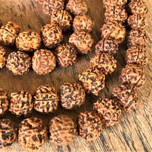 Load image into Gallery viewer, Rudraksha, Stones, Seeds, Pips, Rusty Brown, Nepal, Indonesia, India, Sri Lanka, Elaeocarpus Ganitrus, Trees, Fruit, Blue, Inedible, Mala, Spiritual, Prayer Beads, Ethnic, Tribal, Jewellery, Natural, Sikhs, Buddhists, Hindu, Lord Shiva,