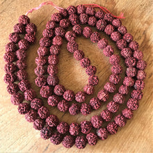 Load image into Gallery viewer, Rudraksha, Stones, Seeds, Pips, Rusty Brown, Nepal, Indonesia, India, Sri Lanka, Elaeocarpus Ganitrus, Trees, Fruit, Blue, Inedible, Mala, Spiritual, Prayer Beads, Ethnic, Tribal, Jewellery, Natural, Sikhs, Buddhists, Hindu, Lord Shiva,