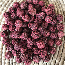 Load image into Gallery viewer, Rudraksha, Stones, Seeds, Pips, Rusty Brown, Nepal, Indonesia, India, Sri Lanka, Elaeocarpus Ganitrus, Trees, Fruit, Blue, Inedible, Mala, Spiritual, Prayer Beads, Ethnic, Tribal, Jewellery, Natural, Sikhs, Buddhists, Hindu, Lord Shiva,