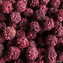 Load image into Gallery viewer, Rudraksha, Stones, Seeds, Pips, Rusty Brown, Nepal, Indonesia, India, Sri Lanka, Elaeocarpus Ganitrus, Trees, Fruit, Blue, Inedible, Mala, Spiritual, Prayer Beads, Ethnic, Tribal, Jewellery, Natural, Sikhs, Buddhists, Hindu, Lord Shiva,