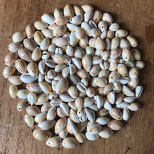 Load image into Gallery viewer, Cowrie, Shell, Beads, Seaside, Jewellery, Wind chimes, Two-Holes, Keyring, Necklaces, Bracelets, Philippines, Earrings, Necklaces, Bracelets,