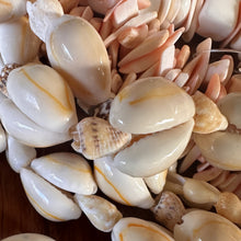 Load image into Gallery viewer, Pink, Shells, Cowries, Multicoloured, Worldwide, Brown, Strand, Seashell, Necklace, Bracelet, Earrings, Shards, Collection, Suncatchers, Bead Curtains, Key Rings, Red-Lip Mussel, Naga Shells, 1100 
