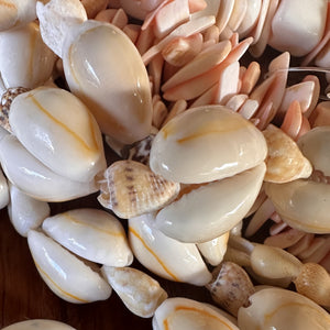 Pink, Shells, Cowries, Multicoloured, Worldwide, Brown, Strand, Seashell, Necklace, Bracelet, Earrings, Shards, Collection, Suncatchers, Bead Curtains, Key Rings, Red-Lip Mussel, Naga Shells, 1100 