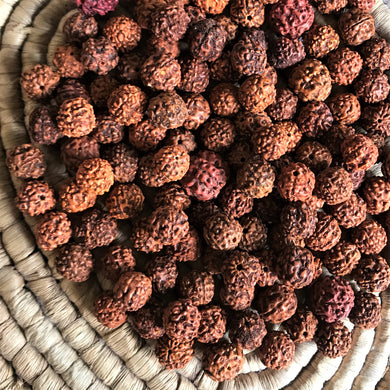 Rudraksha, Stones, Seeds, Pips, Rusty Brown, Nepal, Indonesia, India, Sri Lanka, Elaeocarpus Ganitrus, Trees, Fruit, Blue, Inedible, Mala, Spiritual, Prayer Beads, Ethnic, Tribal, Jewellery, Natural, Sikhs, Buddhists, Hindu, Lord Shiva,