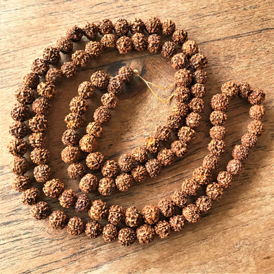 Rudraksha, Stones, Seeds, Pips, Rusty Brown, Nepal, Indonesia, India, Sri Lanka, Elaeocarpus Ganitrus, Trees, Fruit, Blue, Inedible, Mala, Spiritual, Prayer Beads, Ethnic, Tribal, Jewellery, Natural, Sikhs, Buddhists, Hindu, Lord Shiva,