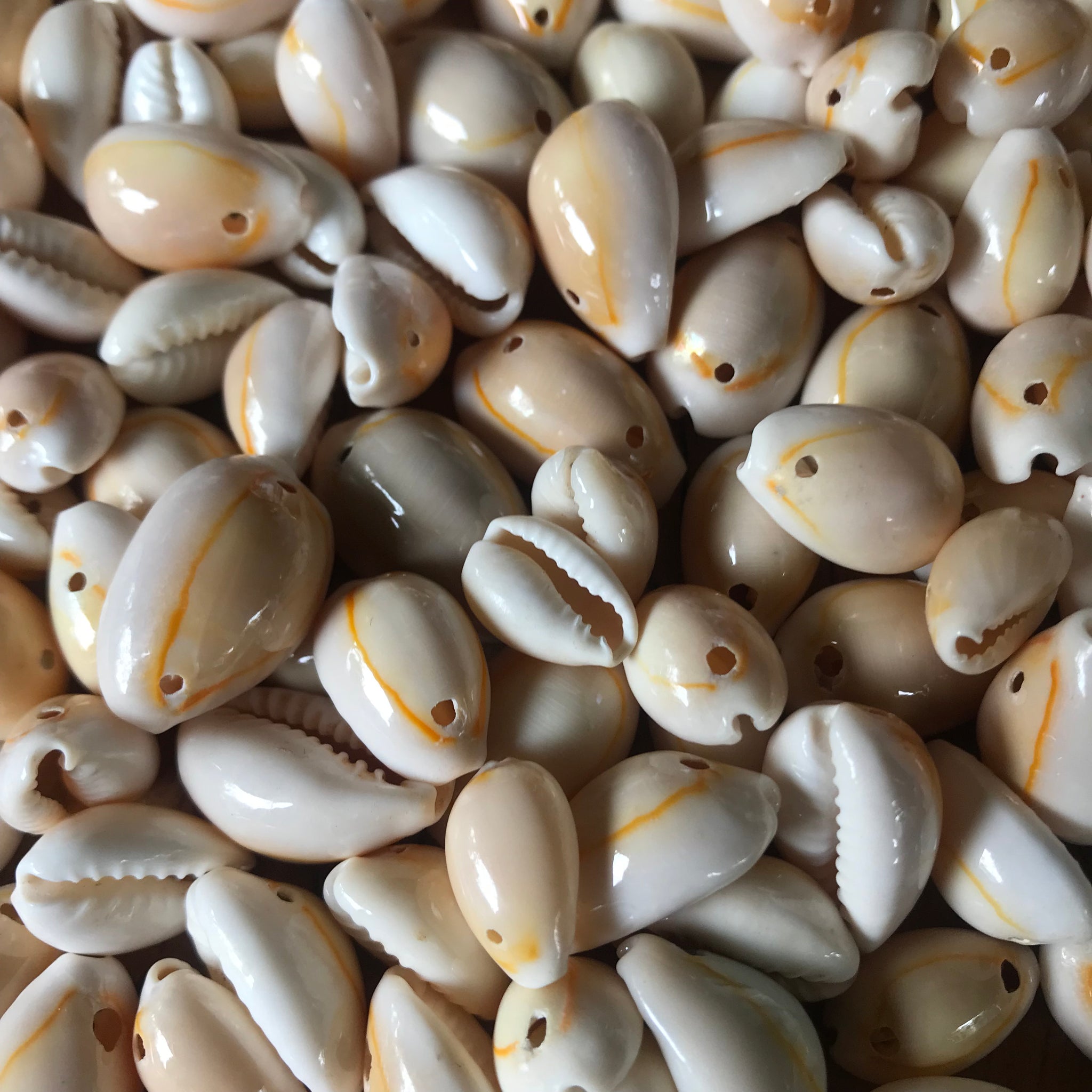 160pcs+ 100g – 13-20mm - Two-Hole Cowrie Shells - Perfect